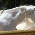 slider_home_equitacion